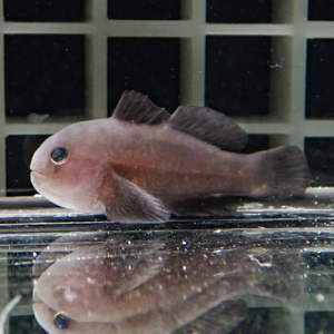 irm-000-1411821352 - AQUAGIFT 用品ショップ Pinkish fish with rounded body swimming in an aquarium, grid backdrop and reflection on the water surface.