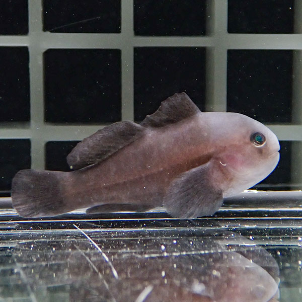 イチモンジコバンハゼ 3cm! 海水魚 ハゼ 15時までのご注文で当日発送(t121