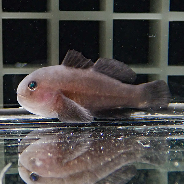 イチモンジコバンハゼ 3cm! 海水魚 ハゼ 15時までのご注文で当日発送(t121