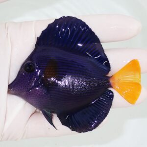 Small dark purple fish with a bright orange tail being held in a gloved hand over a pale background.
