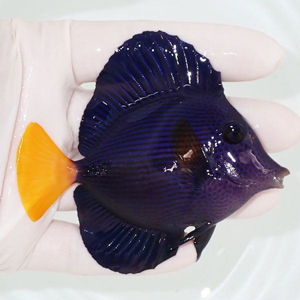 【現物】粒エサOK パープルタン 9cm±! 海水魚 ハギ !15時までのご注文で当日発送【ハギ】(t119(t207