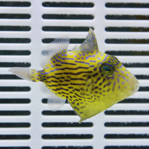 Yellow pufferfish with blue-purple stripes swimming in front of a white vented panel (aquarium background).