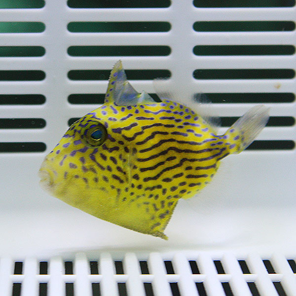 イソモンガラ 3-5cm±!海水魚 ハギ15時までのご注文で当日発送【モンガラ】(t119