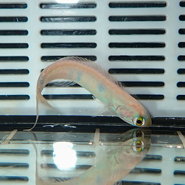 タマムシサンゴアマダイ 5-7cm± ! 15時までのご注文で当日発送【フエダイ】