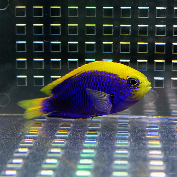 セナキルリスズメダイ 4-5cm± !海水魚 スズメダイ 餌付け済み !15時までのご注文で当日発送(t117