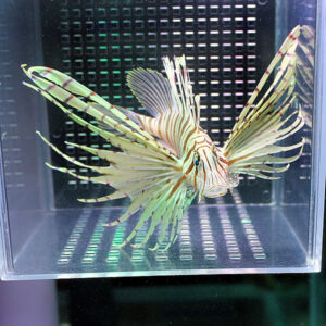 Lionfish with long striped fins swimming in a clear aquarium tank.