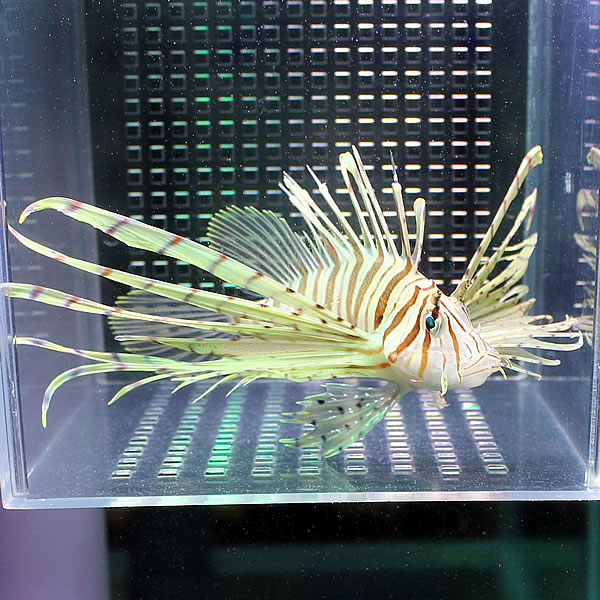 ミノカサゴ 10-12cm± カサゴ 海水魚 ! 15時までのご注文で当日発送【カサゴ】