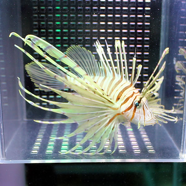 ミノカサゴ 10-12cm± カサゴ 海水魚 ! 15時までのご注文で当日発送【カサゴ】