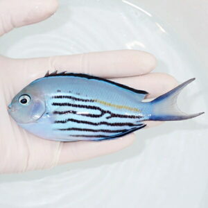 irm-000-1412140874 - AQUAGIFT 用品ショップ Blue surgeonfish with black horizontal stripes and a yellow line near the dorsal fin, held in a gloved hand.