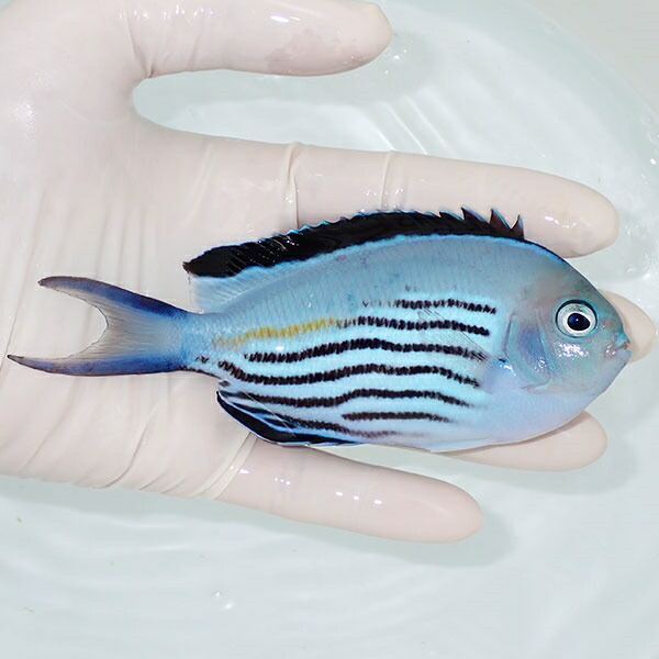 【現物2】 ヒレナガヤッコ ♂  12cm± ! 海水魚 ヤッコ 15時までのご注文で当日発送(t111(t207