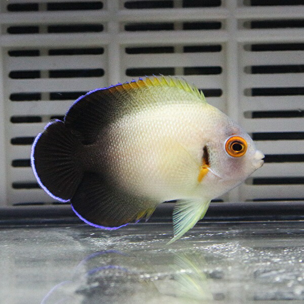 ナメラヤッコ 8-10cm±!海水魚 ヤッコ 15時までのご注文で当日発送(t111