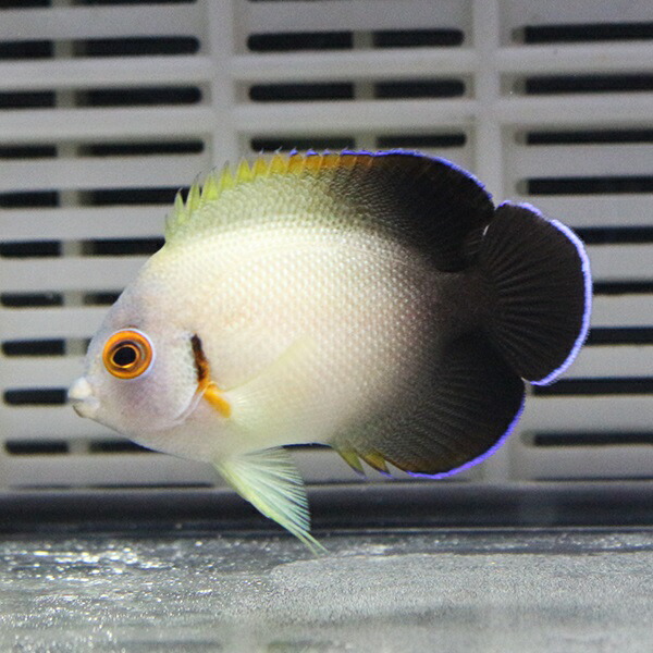 ナメラヤッコ 8-10cm±!海水魚 ヤッコ 15時までのご注文で当日発送(t111