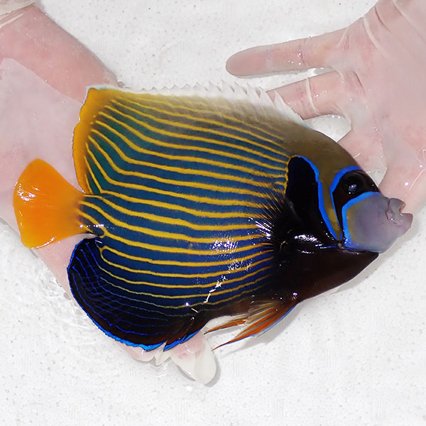 【現物1】タテジマキンチャクダイ 20cm±!海水魚 ヤッコ  15時までのご注文で当日発送(t111(t207