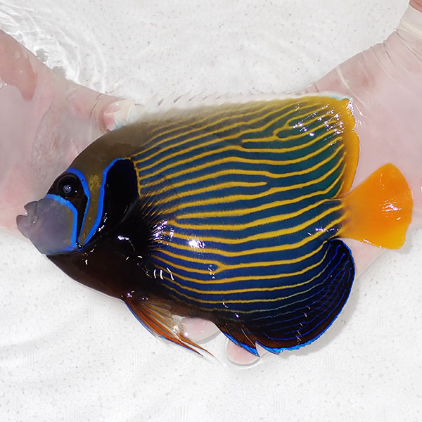 【現物1】タテジマキンチャクダイ 20cm±!海水魚 ヤッコ  15時までのご注文で当日発送(t111(t207