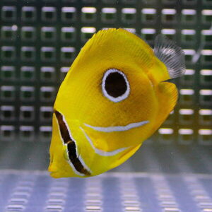 Yellow tropical fish with a dark eye and white markings, swimming in an aquarium backdrop.