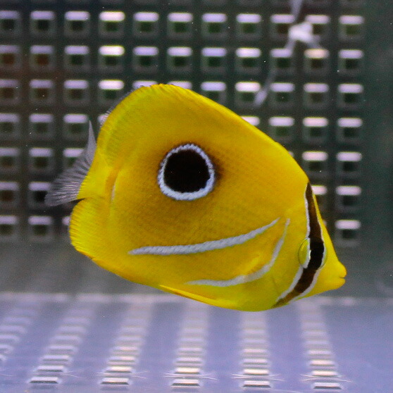 ウミヅキチョウ 6-8cm±! 海水魚 チョウチョウウオ 【餌付け未】15時までのご注文で当日発送(t114