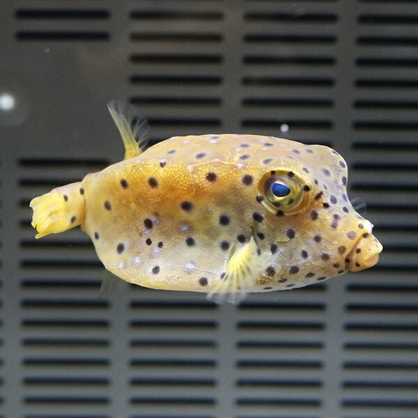 ハコフグ 4-6cm±! 海水魚 フグ 【フグ】15時までのご注文で当日発送(t123