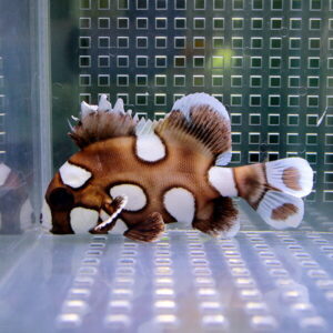 Brown fish with white oval patches swimming in a clear tank with a perforated metal background behind it.