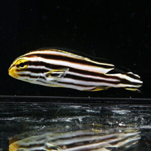 Striped tropical fish with a yellow head swimming in a dark aquarium; its reflection is visible on the tank’s bottom.