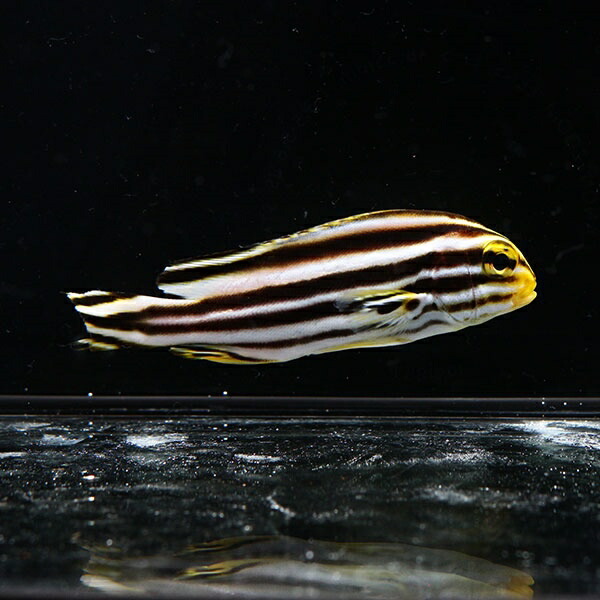 アヤコショウダイ 10-12cm±! 海水魚 コショウダイ 【餌付け】15時までのご注文で当日発送(t208