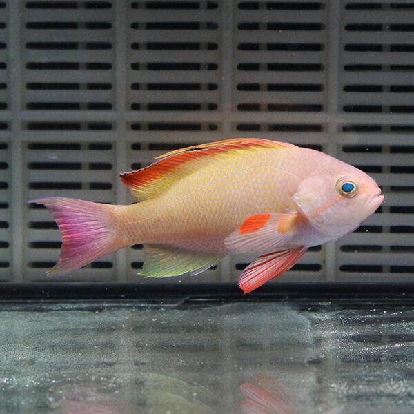 キンギョハナダイ オス【3匹セット】 6-8cm±! 海水魚 ハナダイ【餌付け】15時までのご注文で当日発送(t118