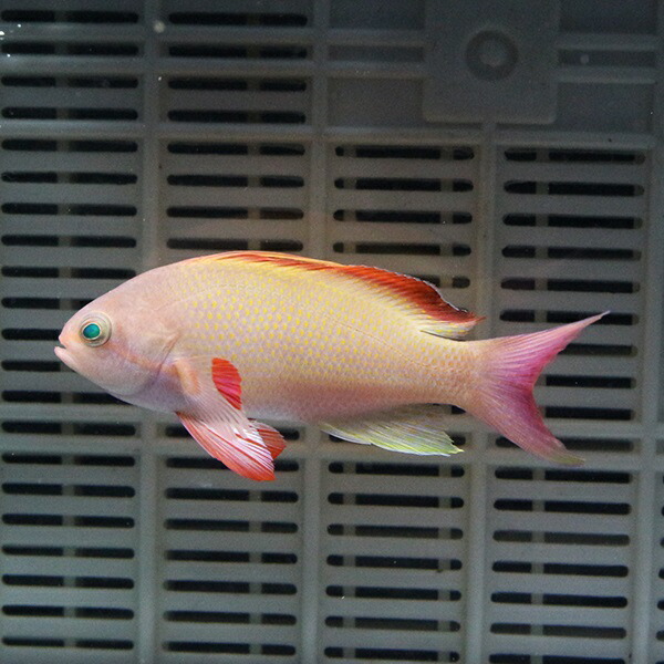 キンギョハナダイ オス【3匹セット】 6-8cm±! 海水魚 ハナダイ【餌付け】15時までのご注文で当日発送(t118