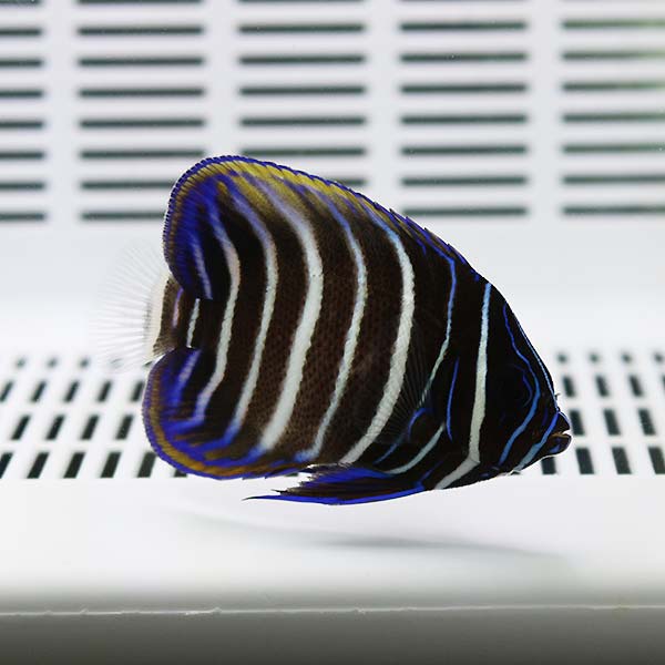 ロクセンヤッコ 3-4cm±! 海水魚 ヤッコ 【ヤッコ】15時までのご注文で当日発送(t111