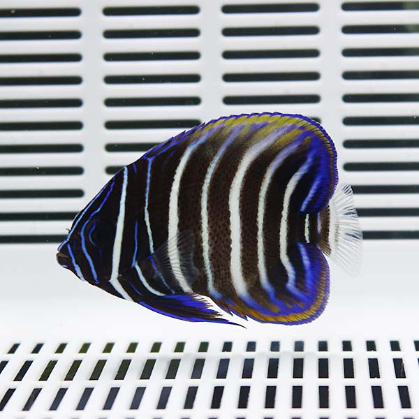 ロクセンヤッコ 3-4cm±! 海水魚 ヤッコ 【ヤッコ】15時までのご注文で当日発送(t111