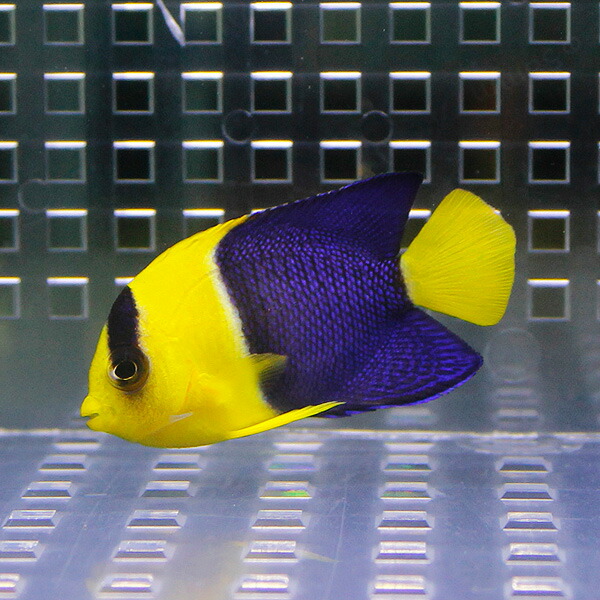 ソメワケヤッコ 4-6cm±!  海水魚 ヤッコ15時までのご注文で当日発送(t111