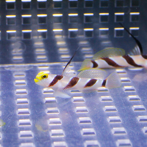 ハタタテネジリンボウ 3-4cm± 海水魚 ハゼ! 【ハゼ】15時までのご注文で当日発送