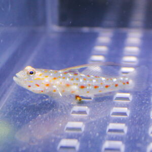 Small pale fish with orange and red spots swimming in a clear aquarium.