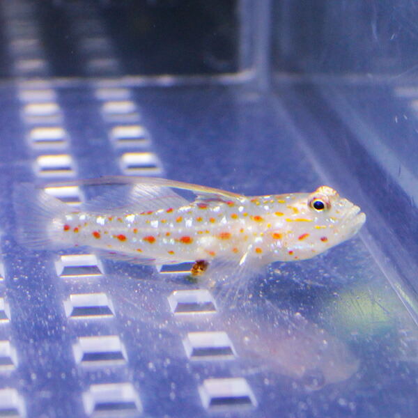ハタタテシノビハゼ  海水魚 ハゼ!【餌付け】15時までのご注文で当日発送(t121
