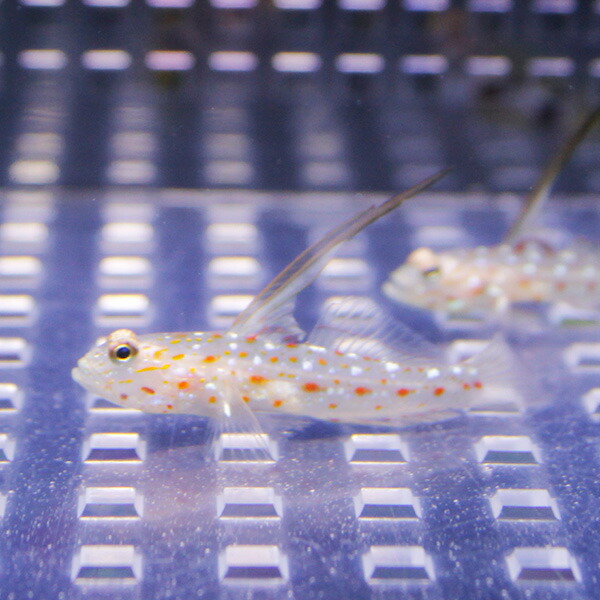 ハタタテシノビハゼ  海水魚 ハゼ!【餌付け】15時までのご注文で当日発送(t121
