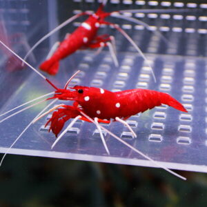 Red cherry shrimp (with white spots) perched on a perforated metal surface, showing long antennae and legs.