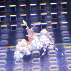 Tiny white and lavender nudibranch with bumpy tentacles on a metal grid in an aquarium.