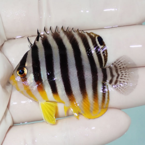 Small tropical fish with black and white vertical stripes and bright yellow fins held in a hand.