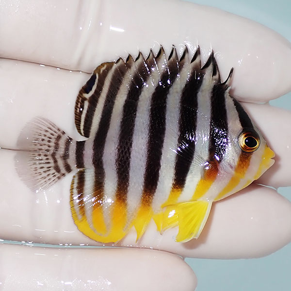 【現物3】背ビレ奇形 シマヤッコ 5.5cm±! 海水魚 生体 15時までのご注文で当日発送(t111(t207