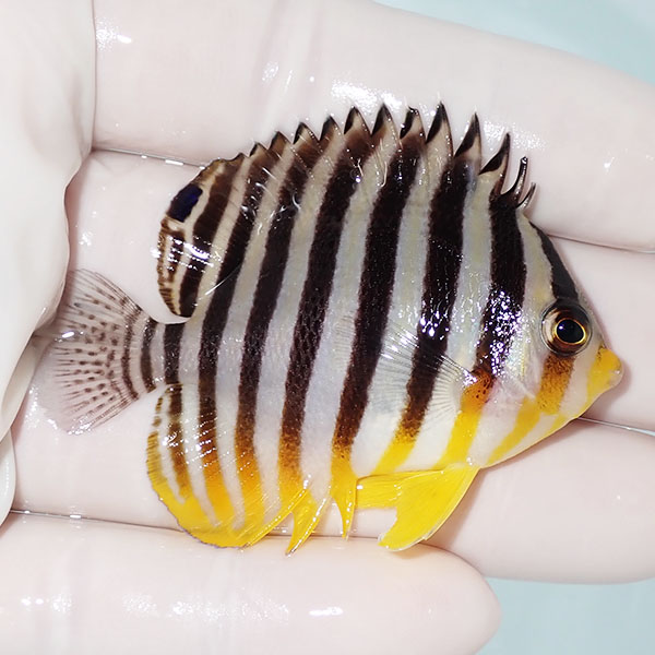 【現物9】シマヤッコ 6.5cm±! 海水魚 生体 15時までのご注文で当日発送(t111(t207
