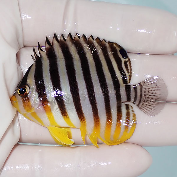 【現物9】シマヤッコ 6.5cm±! 海水魚 生体 15時までのご注文で当日発送(t111(t207