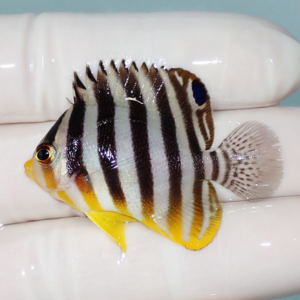 Small tropical freshwater fish with bold black vertical stripes and yellow fins resting on a white-gloved hand.