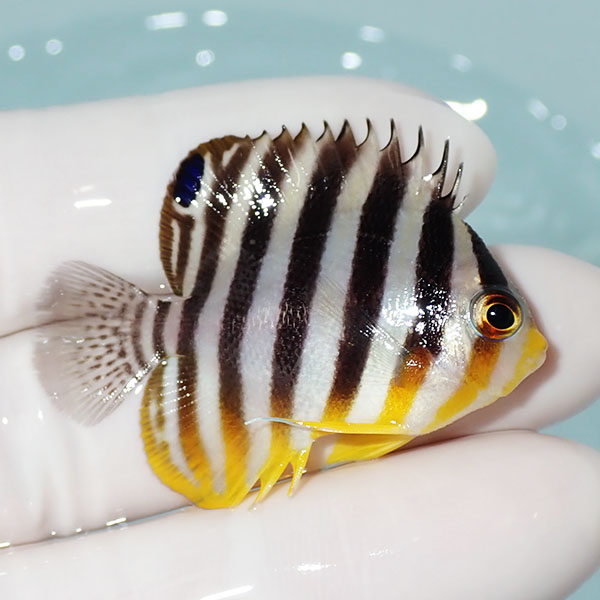 【現物10】シマヤッコ 4.5cm±! 海水魚 生体 15時までのご注文で当日発送(t111(t207