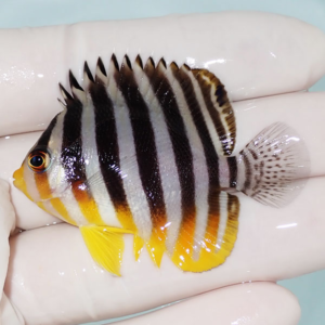 irm-000-1412164615 - AQUAGIFT 用品ショップ Small tropical fish with bold black vertical stripes and yellow fins held in a hand.