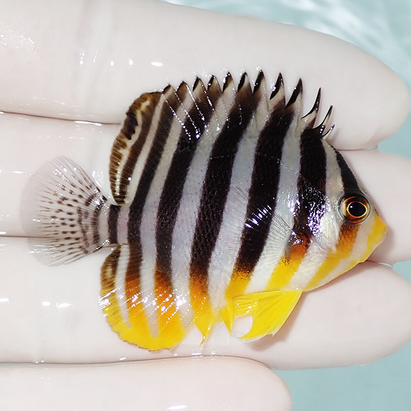 【現物4】シマヤッコ 5.5cm±! 海水魚 生体 15時までのご注文で当日発送(t111(t207