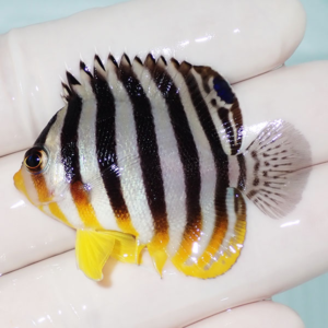 irm-000-1412164616 - AQUAGIFT 用品ショップ Small tropical fish with bold black vertical stripes and yellow fins, held in a gloved hand.
