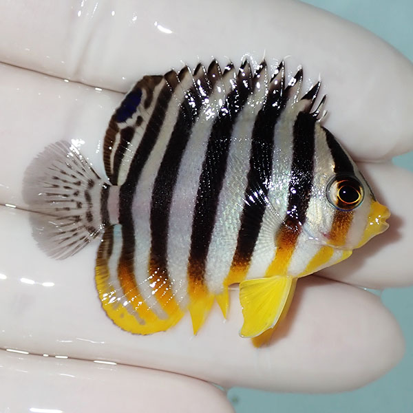 【現物5】シマヤッコ 4.5cm±! 海水魚 生体 15時までのご注文で当日発送(t111(t207