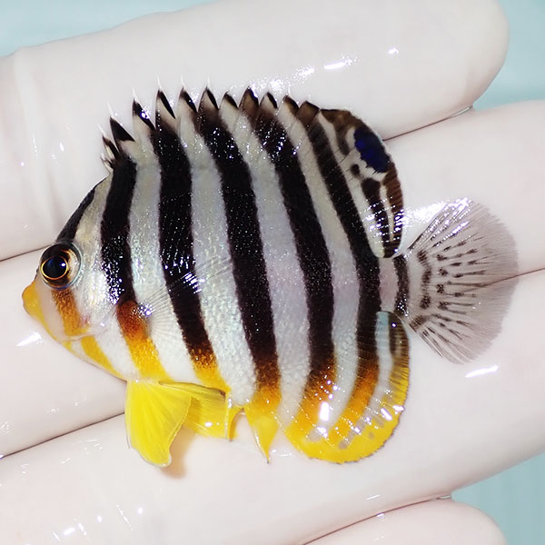 【現物5】シマヤッコ 4.5cm±! 海水魚 生体 15時までのご注文で当日発送(t111(t207