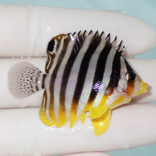 【現物1】シマヤッコ 5cm±! 海水魚 生体 15時までのご注文で当日発送(t111(t207