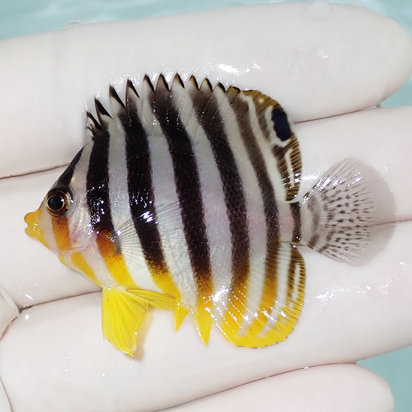 【現物1】シマヤッコ 5cm±! 海水魚 生体 15時までのご注文で当日発送(t111(t207