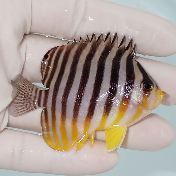 【現物2】シマヤッコ 6.7cm±! 海水魚 生体 15時までのご注文で当日発送(t111(t207