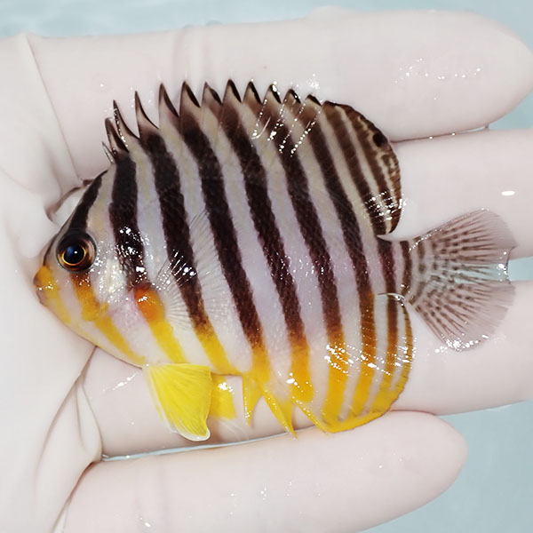 【現物2】シマヤッコ 6.7cm±! 海水魚 生体 15時までのご注文で当日発送(t111(t207